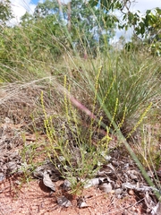 Lophiocarpus tenuissimus