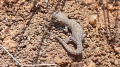 Mediodactylus orientalis