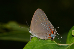 Satyrium kingi
