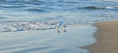 Calidris alba