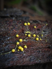 Myxomycetes
