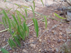 Phyllanthus maderaspatensis
