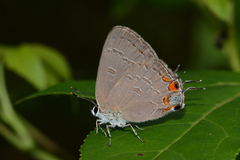 Satyrium kingi