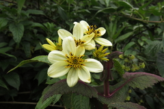 Bidens reptans