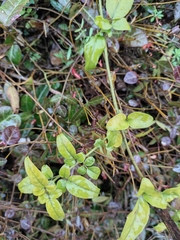 Jasminum sinense