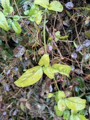 Jasminum sinense