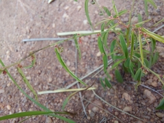 Phyllanthus maderaspatensis