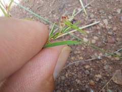 Phyllanthus maderaspatensis