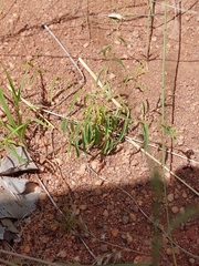 Phyllanthus maderaspatensis