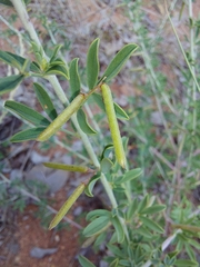 Indigofera nebrowniana