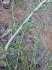 Indigofera nebrowniana