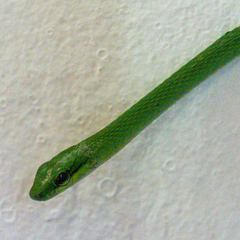 Hapsidophrys smaragdinus