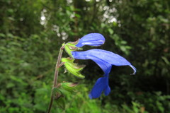 Salvia sagittata