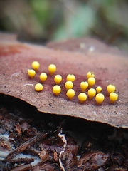 Myxomycetes