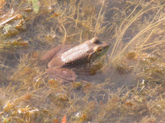 Lithobates catesbeianus