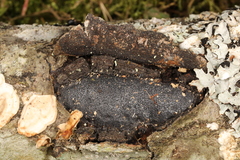 Biscogniauxia mediterranea
