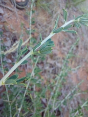 Indigofera nebrowniana