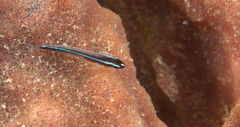 Elacatinus lori