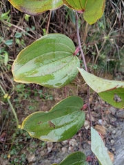 Smilax davidiana