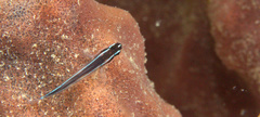 Elacatinus lori