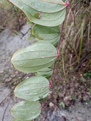 Smilax davidiana