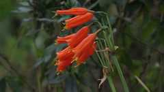 Stenomesson miniatum