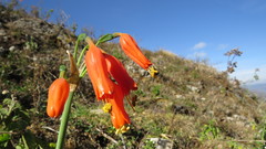 Stenomesson miniatum