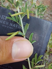 Indigofera nebrowniana