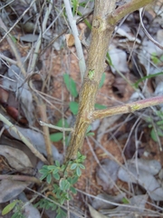 Indigofera nebrowniana