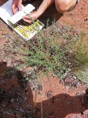Indigofera nebrowniana