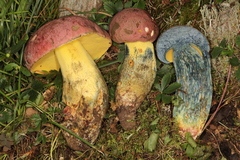 Butyriboletus roseopurpureus
