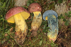 Butyriboletus roseopurpureus