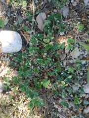 Medicago arabica
