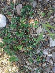 Medicago arabica