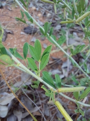 Indigofera nebrowniana