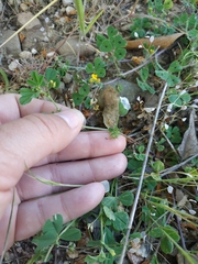 Medicago arabica