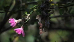 Barnadesia wurdackii