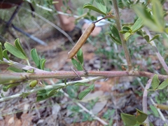 Indigofera nebrowniana