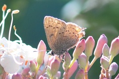 Satyrium californica