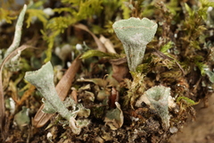 Cladonia cenotea