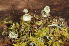 Cladonia cenotea