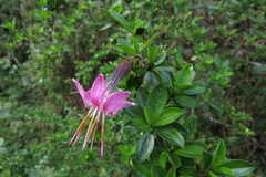 Barnadesia wurdackii