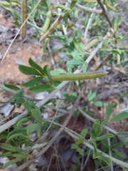 Indigofera nebrowniana