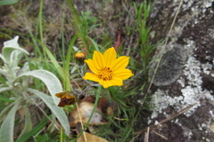 Coreopsis sherffii