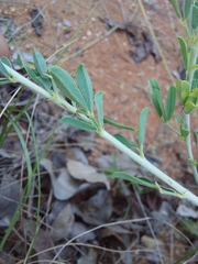 Indigofera nebrowniana