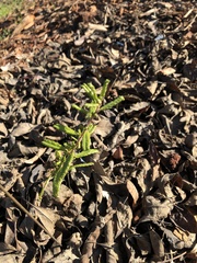 Ceanothus hearstiorum