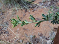 Indigofera nebrowniana