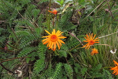 Dorobaea laciniata