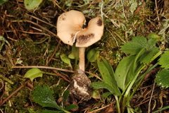 Pseudoomphalina intermedia