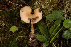 Pseudoomphalina intermedia